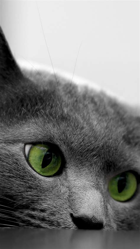British Shorthair Cat With Green Eyes Wallpaper Backiee