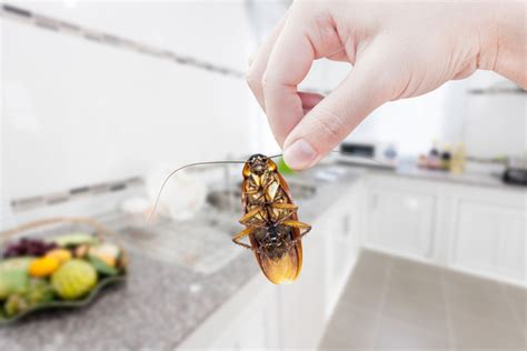 3 Tips For Preventing Cockroaches From Entering Your Home