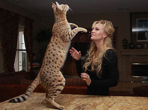 Savannah Cat Breed