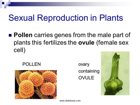 Grade Science Notes A Sexual Reproduction In Plants Sexiezpix Web Porn