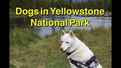 Traveling With Dogs In Yellowstone National Park Youtube