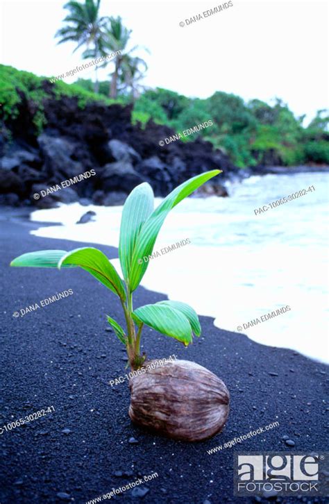 Hawaii Maui Hana Wainapanapa Coconut Seedling On Black Sand Beach