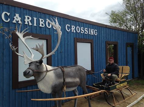 Caribou Crossing Carcross Yukon Caribou Crossing Joe Hardenbrook Flickr