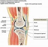 Knee Ligament Diagrams to Print | 101 Diagrams