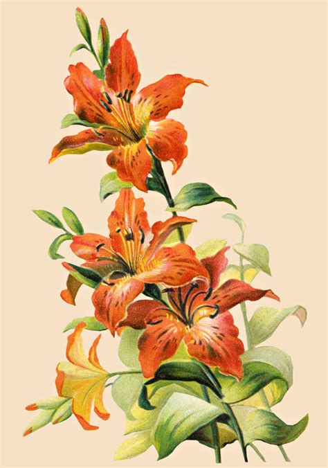 Free Vintage Tiger Lily Flower 2 Lilies Drawing Lily Painting