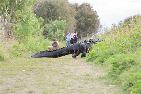 Giant 12 Foot Alligator Casually Crosses Paths With Tourists In Florida