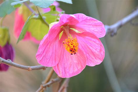 Pink Flowering Maple Abutilon Pink In Lafayette Louisiana La At