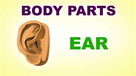 Vocabulary worksheet containing body parts vocabulary. Ears - Human Body Parts - Pre School Know Your Body ...