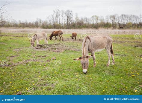 Donkeys Grazing On Pasture Domestic Animal Balkan Donkey Nature