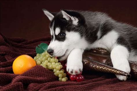 If you have a curious pooch who likes to grab food from your plate, never leave grapes or raisins unattended. Can Dogs eat Grapes?