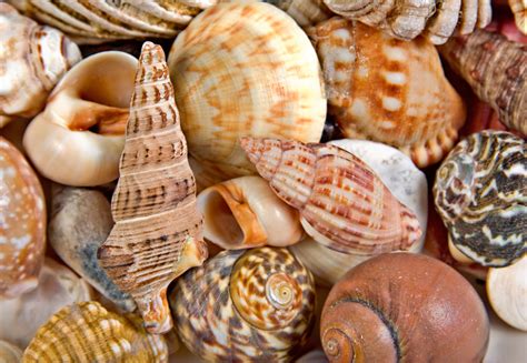 Sea Shells Background