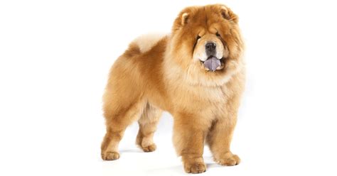 Chow Chow Breeders Australia Chow Chow Info And Puppies