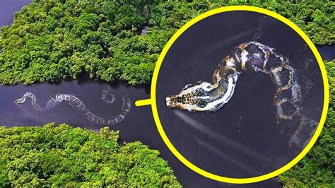La Serpiente Más Pesada Del Mundo Más Otros 17 Monstruos Del Amazonas