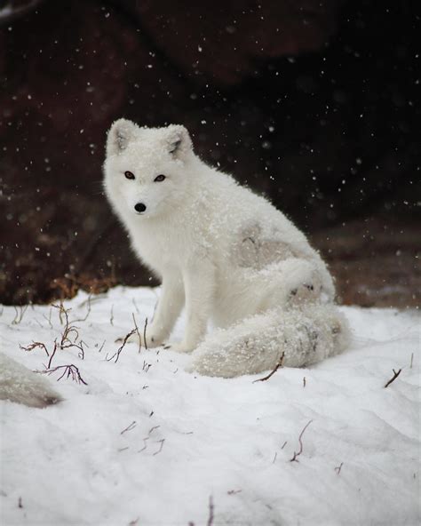 Arctic Fox Sitting In The Snow © Brian Callahan 2011 All Flickr