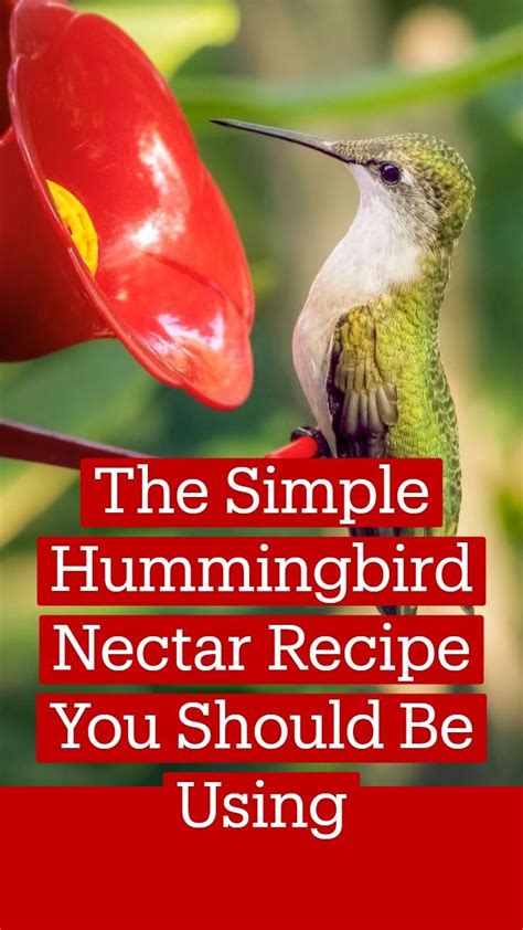 The Simple Hummingbird Nectar Recipe You Should Be Using Hummingbird