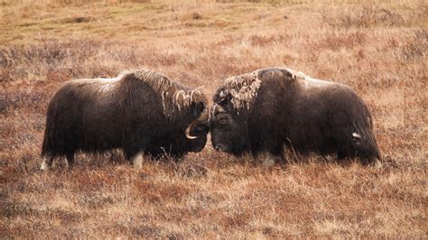 How Musk Oxen Make It Through Arctic Nights And Never Ending Days The