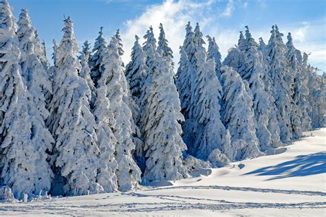 4k Winter Forest Wallpapers High Quality Download Free