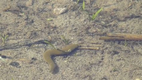 Freshwater Leeches In Their Natural Environment Youtube