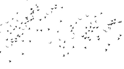 Pájaros Volando Silueta Png Vectores Psd E Clipart Para Descarga