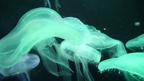 Colorful Luminescent Moon Jellyfish In Water Stock Footage Sbv