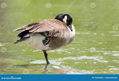 Canada Goose Standing On One Foot In The Ottawa River Stock Image