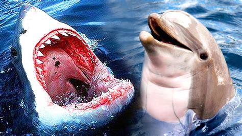 Are sharks afraid of dolphins. Why Are Sharks Afraid of Dolphins? The Reasons - YouTube