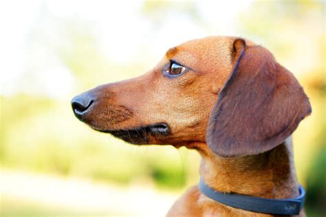 Red Smooth Haired Dachshund Portrait In Profile Closeup Stock Photo