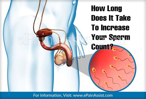 How Long Does It Take To Increase Your Sperm Count