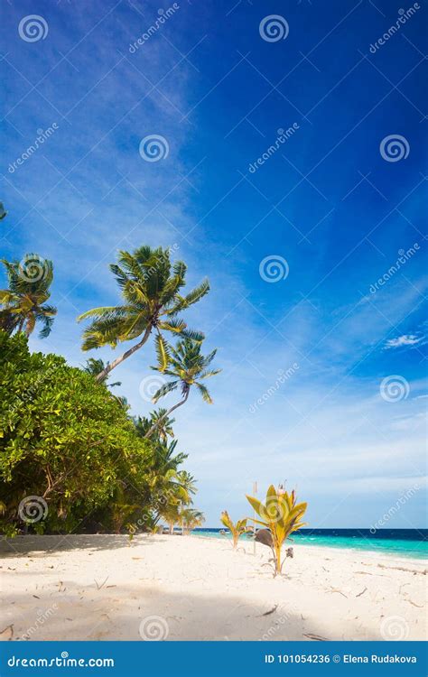 Vacation At Perfect Tropical White Sand Beach Stock Photo Image Of