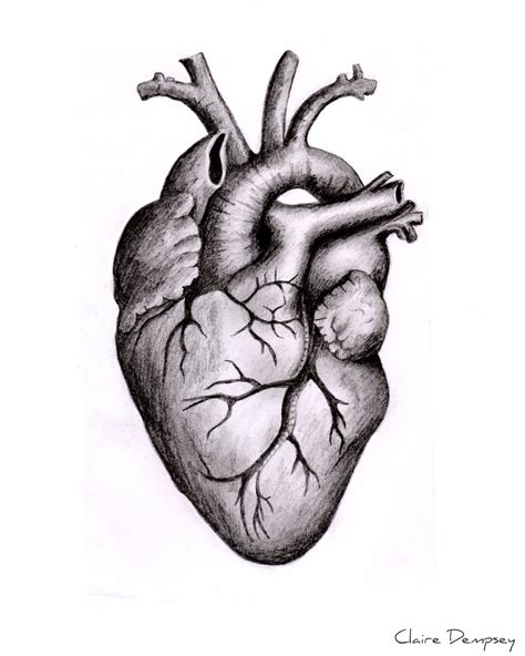 Heart Sketch Anatomy