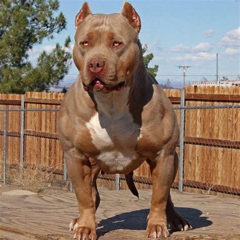 American Bully Nation On Instagram Tag Bullynation To Be Featured