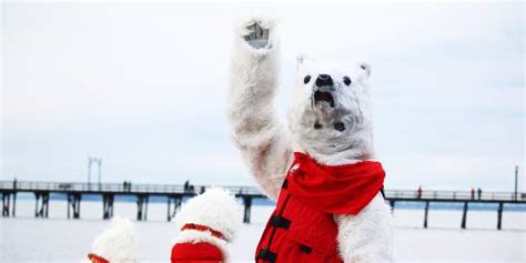 Polar Bear At Polar Bear Swim Vancouvers Best Places