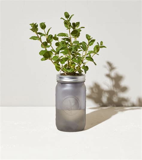 Follow instructions provided by seed provider for best results, but in most cases, simply sow seeds on. Garden Jar - Mint in 2020 | Mint garden, Mason jar herbs ...