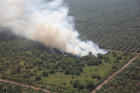 Kebakaran Hutan Dan Lahan Perkebunan Sawit Rakyat Di Riau Republika