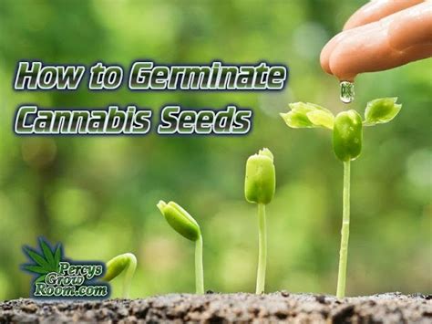 How To Germinate Cannabis Seeds A Step By Step Guide For Cannabis