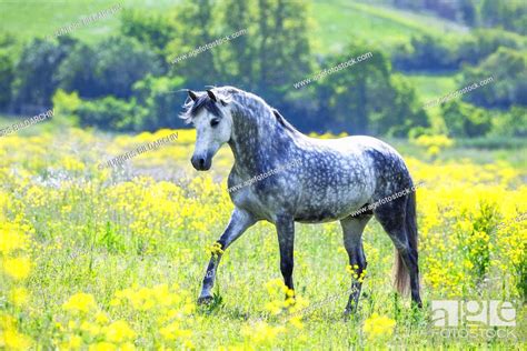 Pure Spanish Horse Andalusian Dapple Gray Stallion Walking In