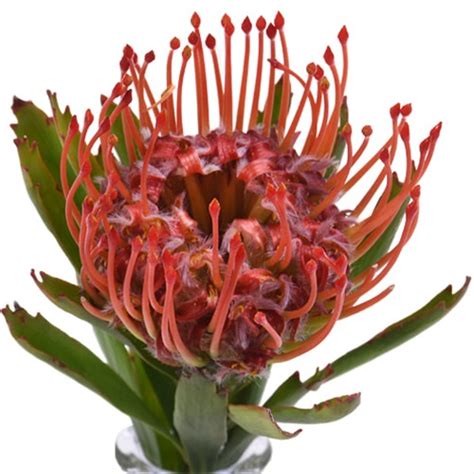 Pincushion Red Emily Pincushion Proteas And Leucadendrons Flowers