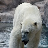 Image result for polar bear ursus maritimus