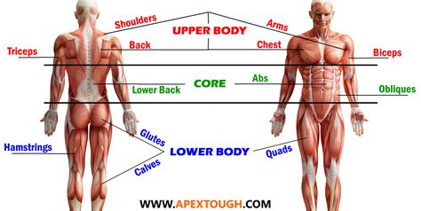 Upper arm muscle pain may be caused by calcific tendinitis of the supraspinatus tendon. The Basics of Fitness | Muscle Groups | Apex Tough