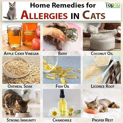 Herbal Remedies For Cats With Allergies Herbal Remedies