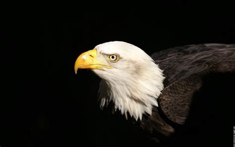 Cabeza De Un águila Imágenes Y Fotos