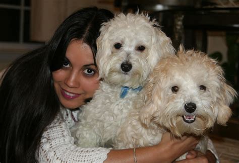 Maltipoo Dogs Full Grown Pets Gallery Blog Maltipoo Dog Maltipoo Dogs