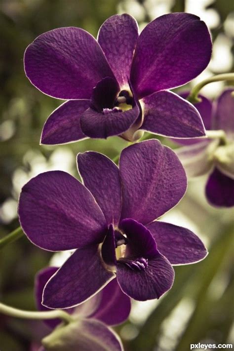 Purple Orchid  Purple Orchids Orchid Photography Beautiful Orchids