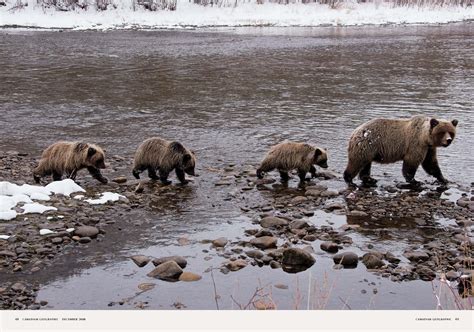 Grizzly Bear Inspirational Quotes Quotesgram