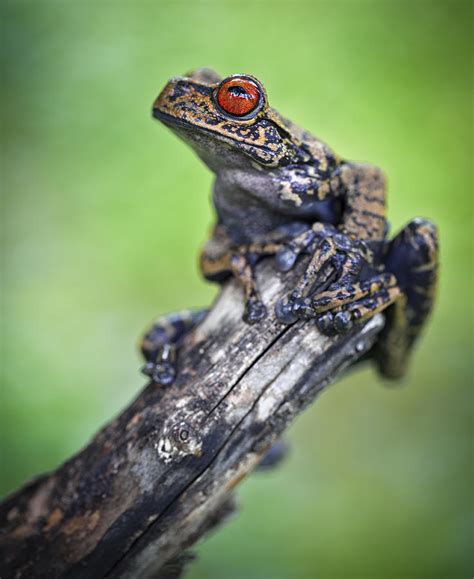 Tropical Tree Frog In Amazon Jungle Photograph By Dirk Ercken Fine