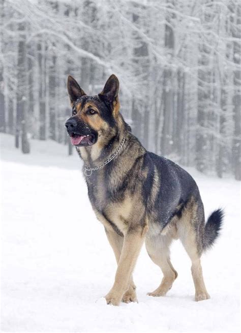 Here Are 10 Facts German Shepherd Lovers Must Always Remember The Last