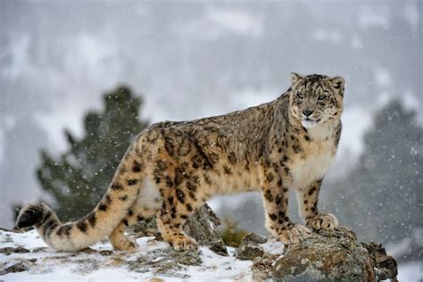 Snow Leopard Guide Bbc Wildlife Magazine Discover Wildlife