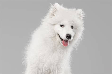 Portrait Of Smart Beautiful Samoyed Dog Puppy Posing Isolated On Grey