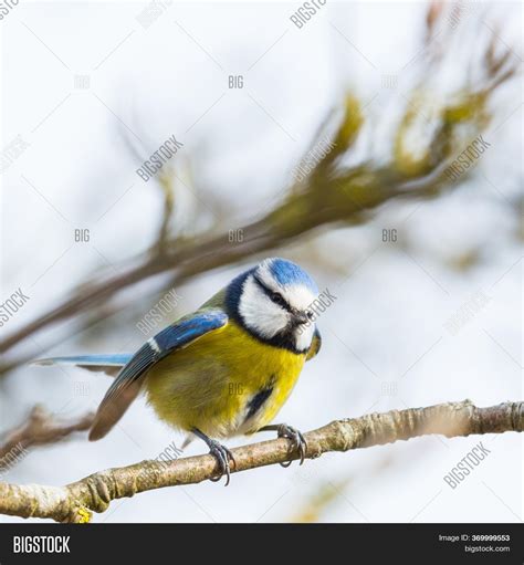 One Blue Tit Bird Image And Photo Free Trial Bigstock