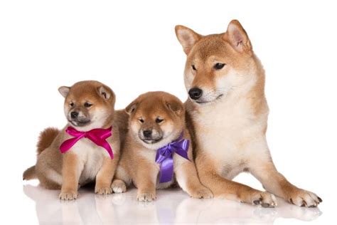 Today it reached a high of $0.000002, and now sits at $0.000002. C.shibainu-Philippines - 67 Photos - 1 Review - Pet ...